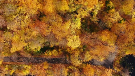 vista aérea de una carretera rural con un bosque de otoño amarillo y naranja