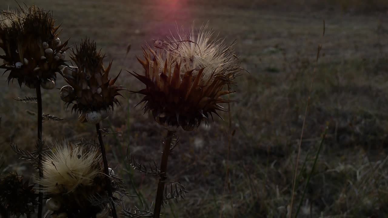 Fiore selvatico al tramonto