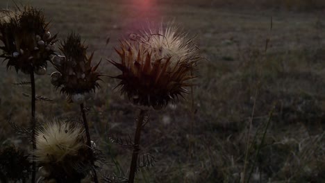 Wilde-Blume-Bei-Sonnenuntergang