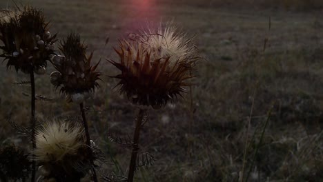 flor silvestre al atardecer