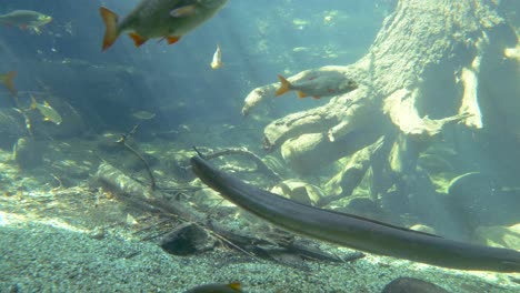 Many-different-fish-species-swimming-in-freshwater-aquarium-during-sunny-day