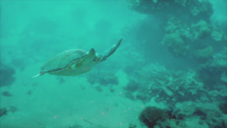 sea turtle swimming through coral reef