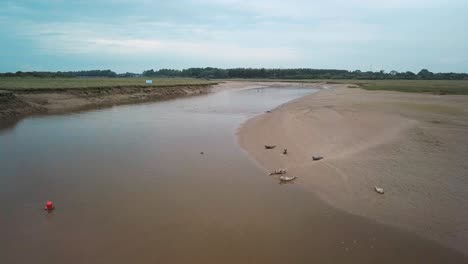 Flyover-of-a-seal-colony,-seals-lying-on-the-mud-bank-and-seals-swimming-on-the-water