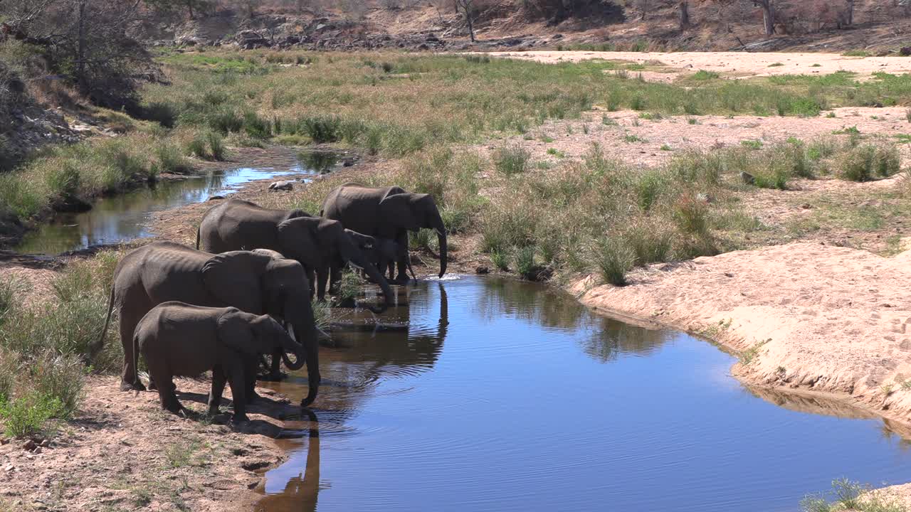 Wide shot of a herd of elephant drinking water in a large dry river in the Kruger National Park