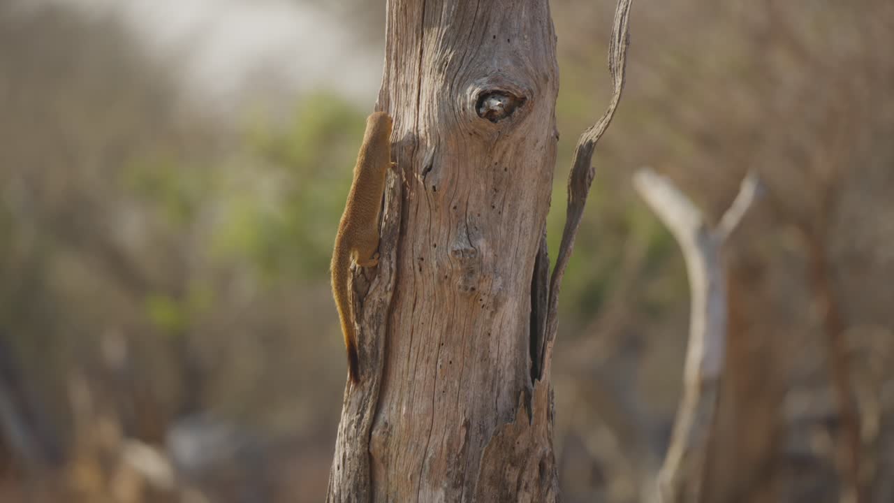 Slender mongoose foraging under bark on a dead tree trunk, peering and pulling for prey in Kruger National Park, South Africa. Natural wildlife behavior, close-up