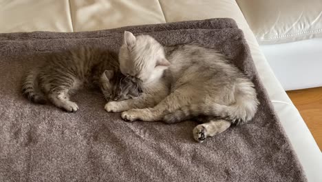 chinchillas persian domestic cat cat cuddling in your home