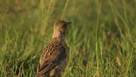 cape longclaw bird ruffles feathers and struts through grass, view from behind