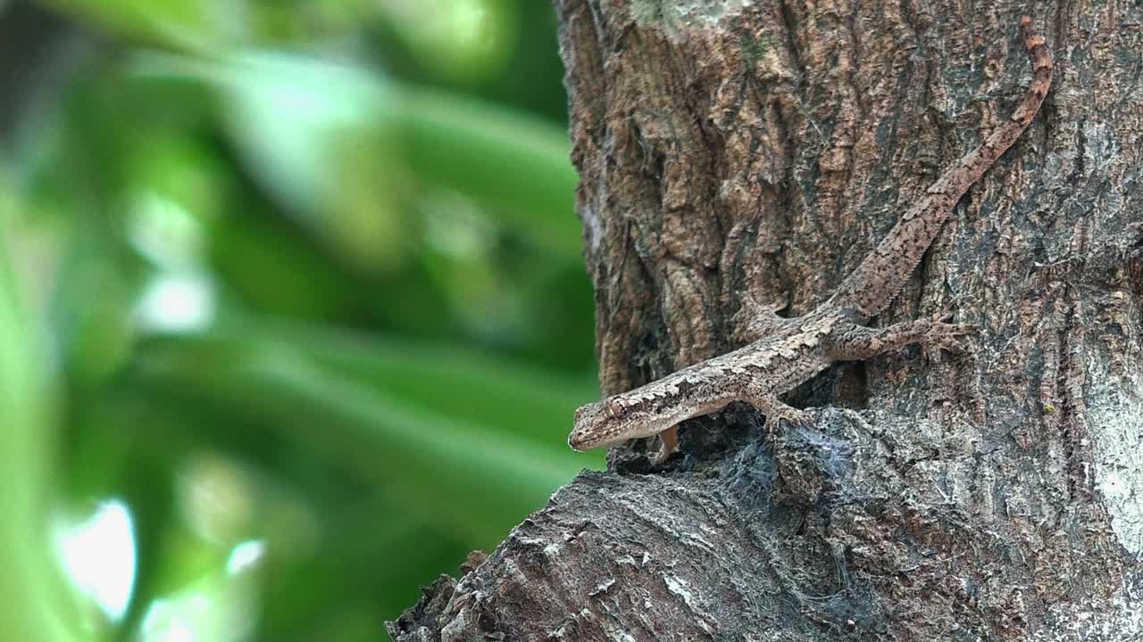 Close Shot of a Lizard on a Tree