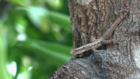 primer plano de un lagarto en un árbol