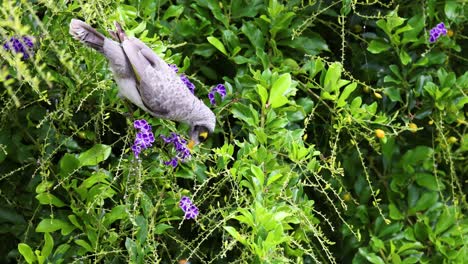 bird flutters and feeds on purple flowers