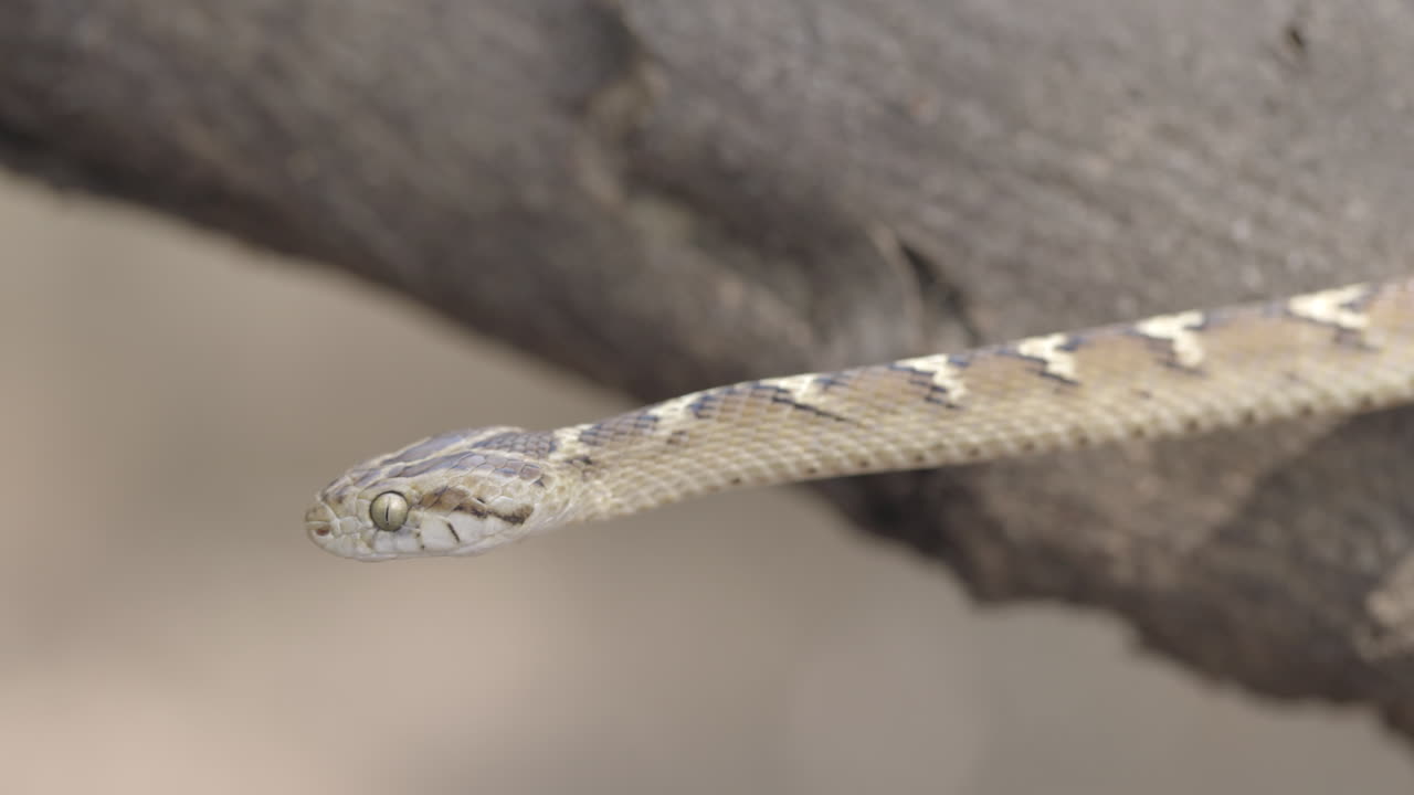 Un serpente gatto comune si allunga dritto in posizione d'attacco con la lingua che si muove attivamente, percependo l'ambiente circostante.