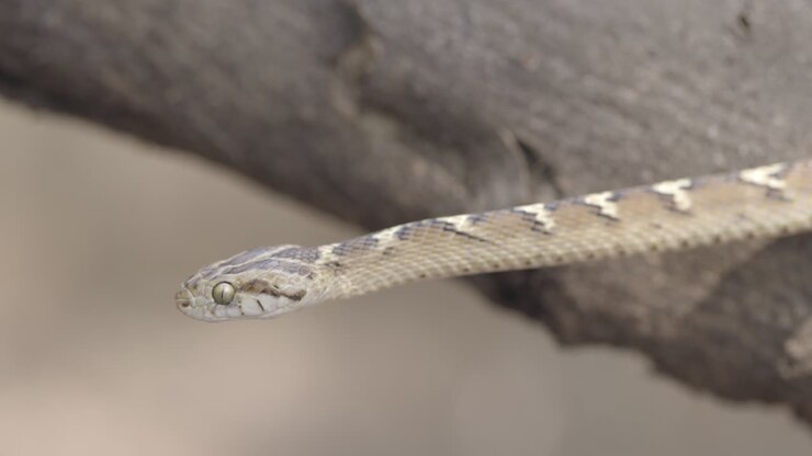 Common Cat Snake extends straight into a strike position with active tongue flicking, sensing surroundings