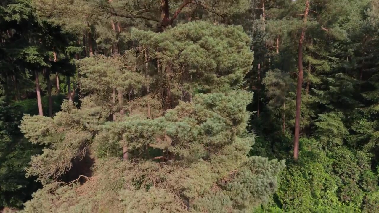 Dropping drone footage of a pine tree from treetop to forest floor in the forest blowing in the wind in bright sunlight