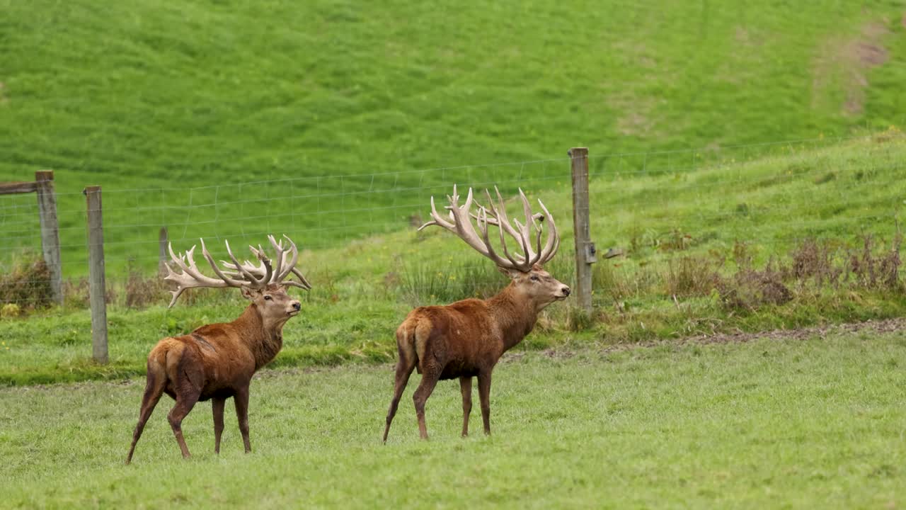 Two mature red deer stags with large antlers walk and graze in a green fenced field under natural daylight, captured with a steady camera