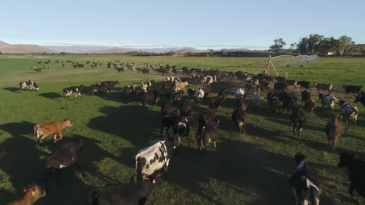 Sorvolo a bassa quota di una mandria di bovini da latte Holstein vicino a un pascolo verde irrigato