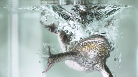 splashing bullfrog under water slow motion - extreme animal submerging in liquid