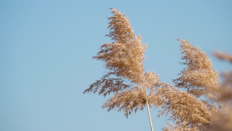 Flauschiges,-Trockenes-Schilfgras,-Das-An-Sonnigen-Tagen-In-Zeitlupe-Auf-Blauem-Himmelshintergrund-Schwankt