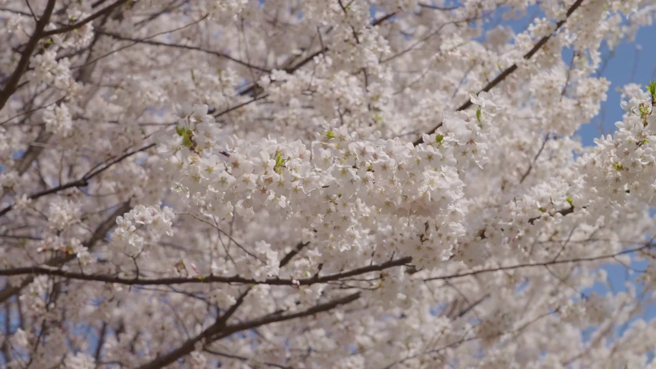 Un ramo pieno di bellissimi fiori di ciliegio che ondeggiano leggermente al vento. I fiori bianchi sono illuminati dalla brillante luce solare primaverile contro un cielo sereno.