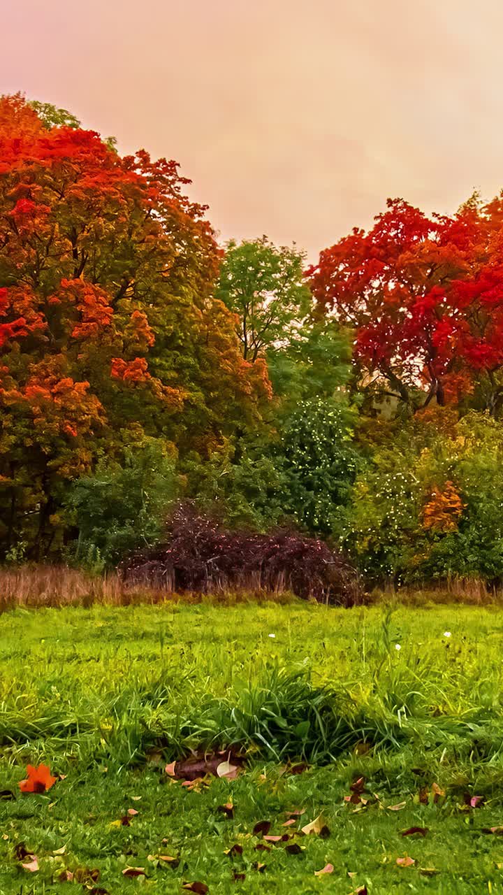 Timelapse of autumn leaves changing colors in a serene countryside setting