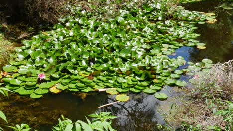 growing green leaves of waterlily swimming on pond surface at national park during sunny day - kerikeri,new zealand