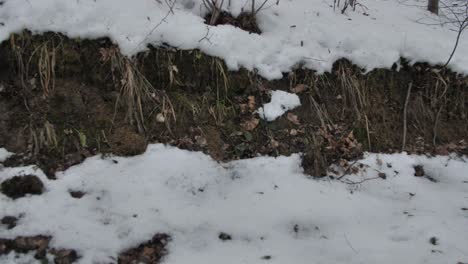 Lying-snow-on-a-forest-road-in-winter