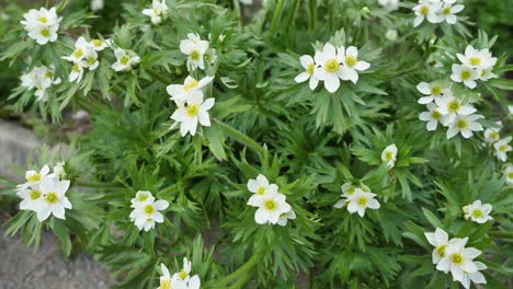 white flowers in bloom