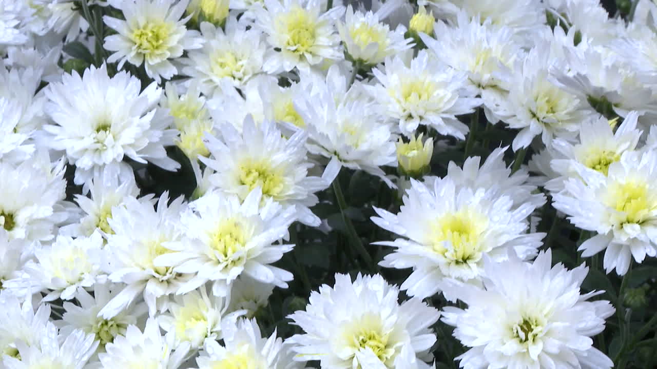 Close up of White Chrysanthemums