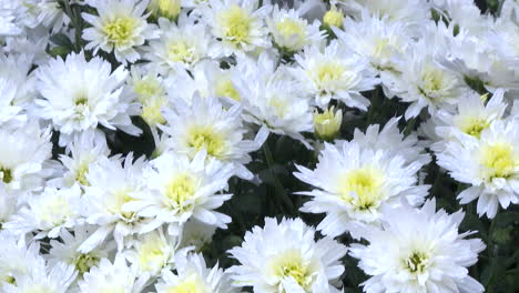 close up of white chrysanthemums
