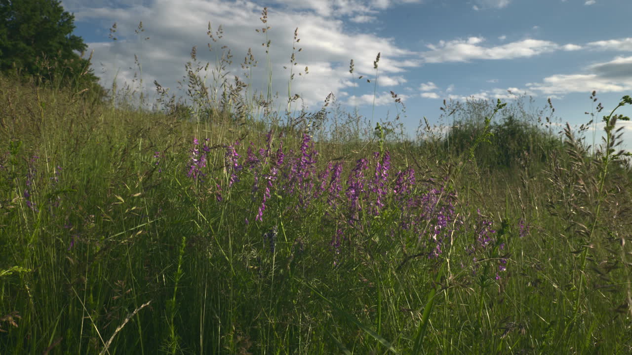 Wild thyme in bloom. Meadow with purple flowers in summer, blue sky with white clouds