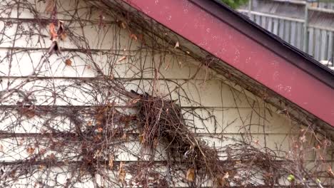 robin building her nest against the aluminum siding of a house