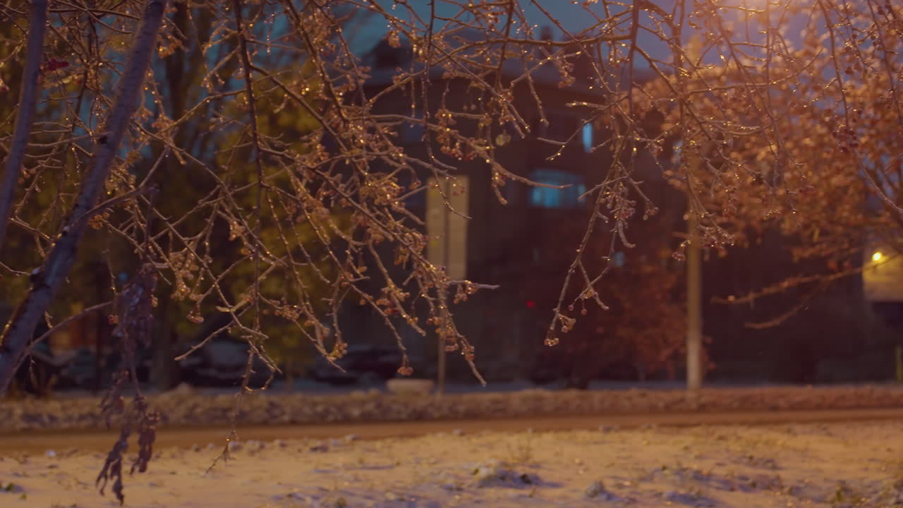 얼음과 은 열매로 장식된 나무 가지는 황금빛 아래 반이고, 흐릿한 거리 조명과 그림자의 배경에 앞등을 켜고 지나가는 차에 의해 보완됩니다.