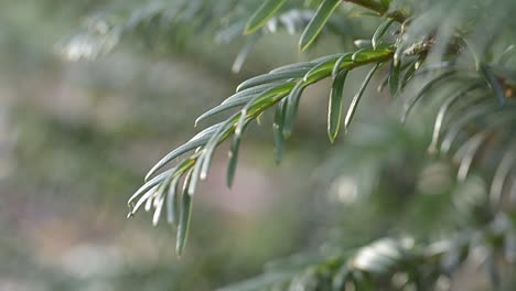 Kiefernblätter-Wehen-Im-Wind