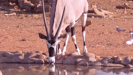 非洲牛牛 (african oryx antelope) 在納米比亞 (namibia) 的一個水坑走來喝水