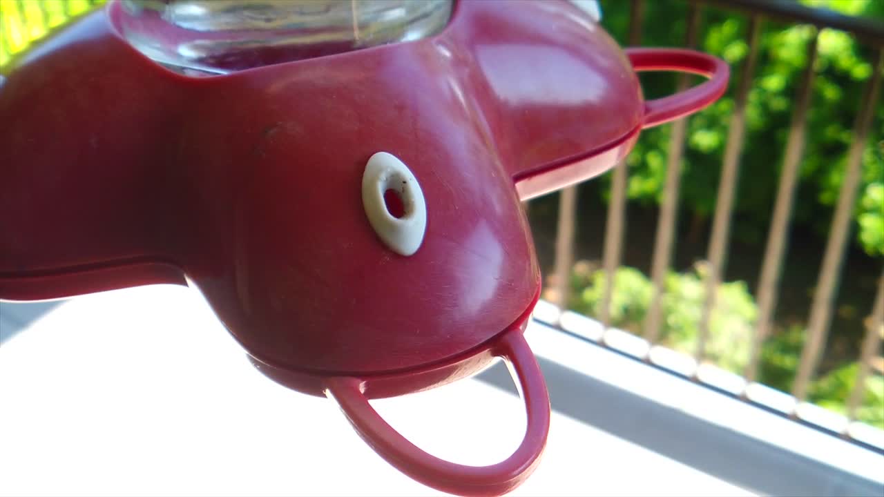 교외의 뒷마당에서 녹색 깃털을 가진 작은 윙윙거리는 새가 슬로모션으로 새 모이통에 앉아 음료를 마시고 결국 날아갑니다.