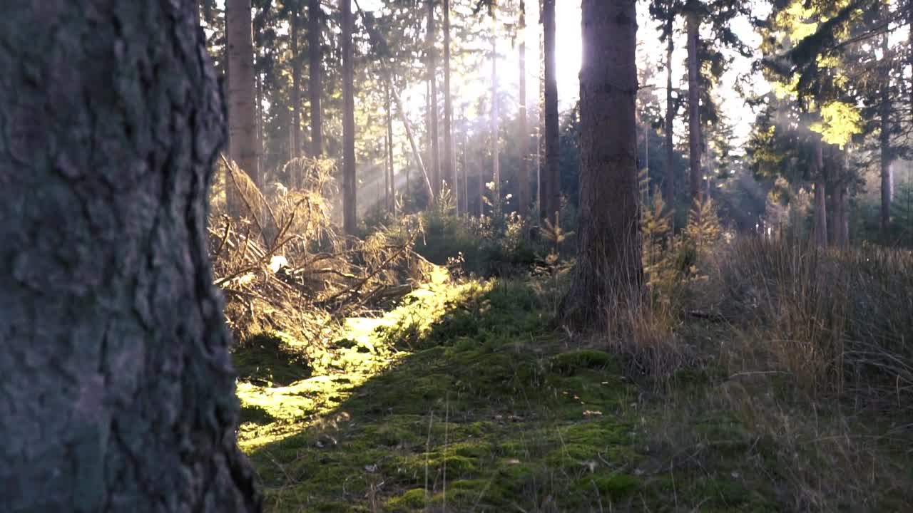 sonnenlicht strömt durch einen kiefernwald