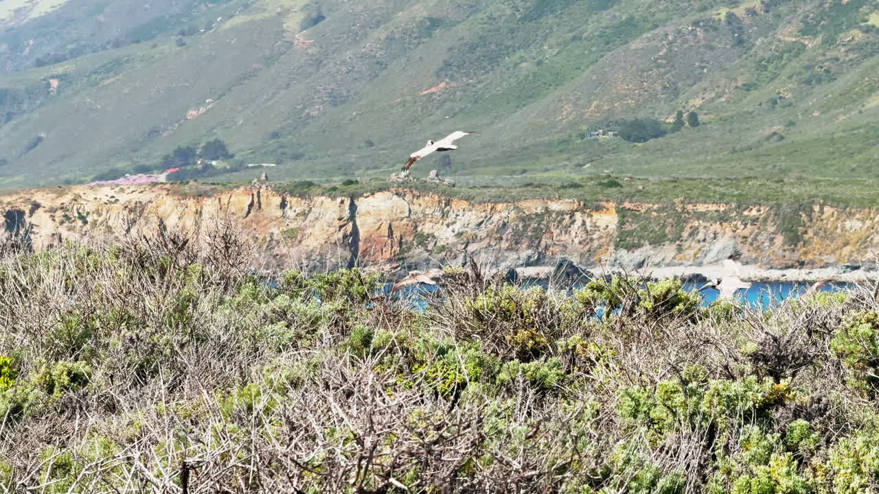 Footage shows birds soaring over Big Sur cliffs with ocean and rugged coastline in background.