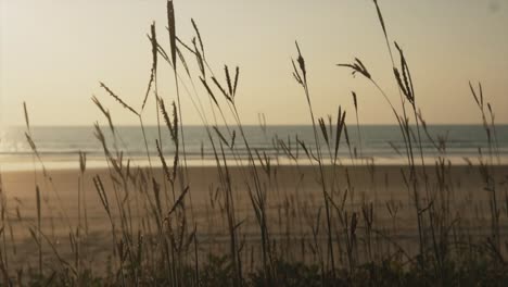 a slow motion shot of wild grass swaying back and forth in the evening breeze, in the distance the golden rays of the setting sun over the beautiful arabian sea, panjim, india