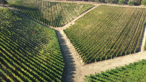 Volando-Sobre-Los-Campos-De-Uva-De-La-Bodega-Al-Principio