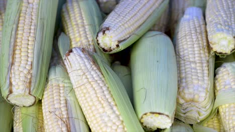 Corn-cobs-for-sale-at-the-free-market,-vertical-plan