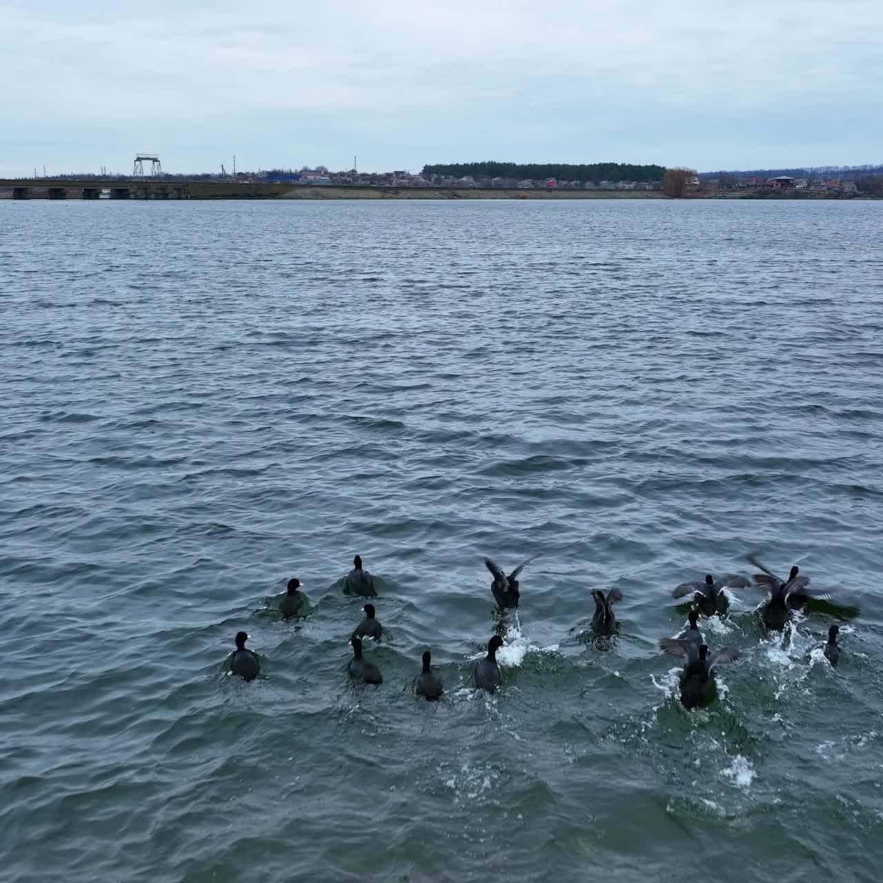 Little flock of black ducks flittering quickly their wings. Aquatic birds trying to escape the drone footage. Cloudy autumn day backdrop
