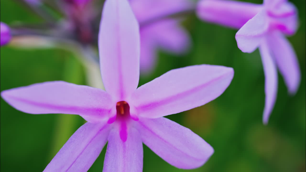 Close up of a purple Society Garlic flower in a garden