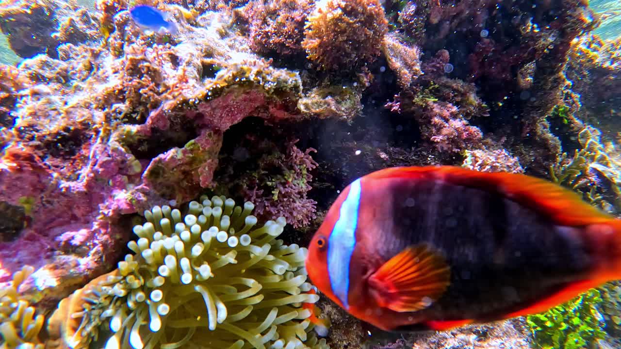 Un pesce pagliaccio che nuota nell'anemone. Ripresa subacquea