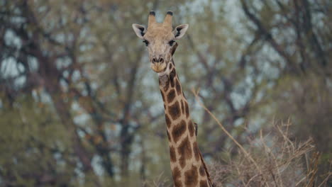 close up of a giraffe in gonarezhou national park, zimbabwe, africa. oxpeckers are perched on its body, feeding and moving across its skin, showing the symbiotic relationship in the wild part 1