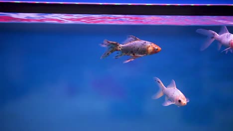 shubunkin fish swimming together in their freshly set aquarium tank