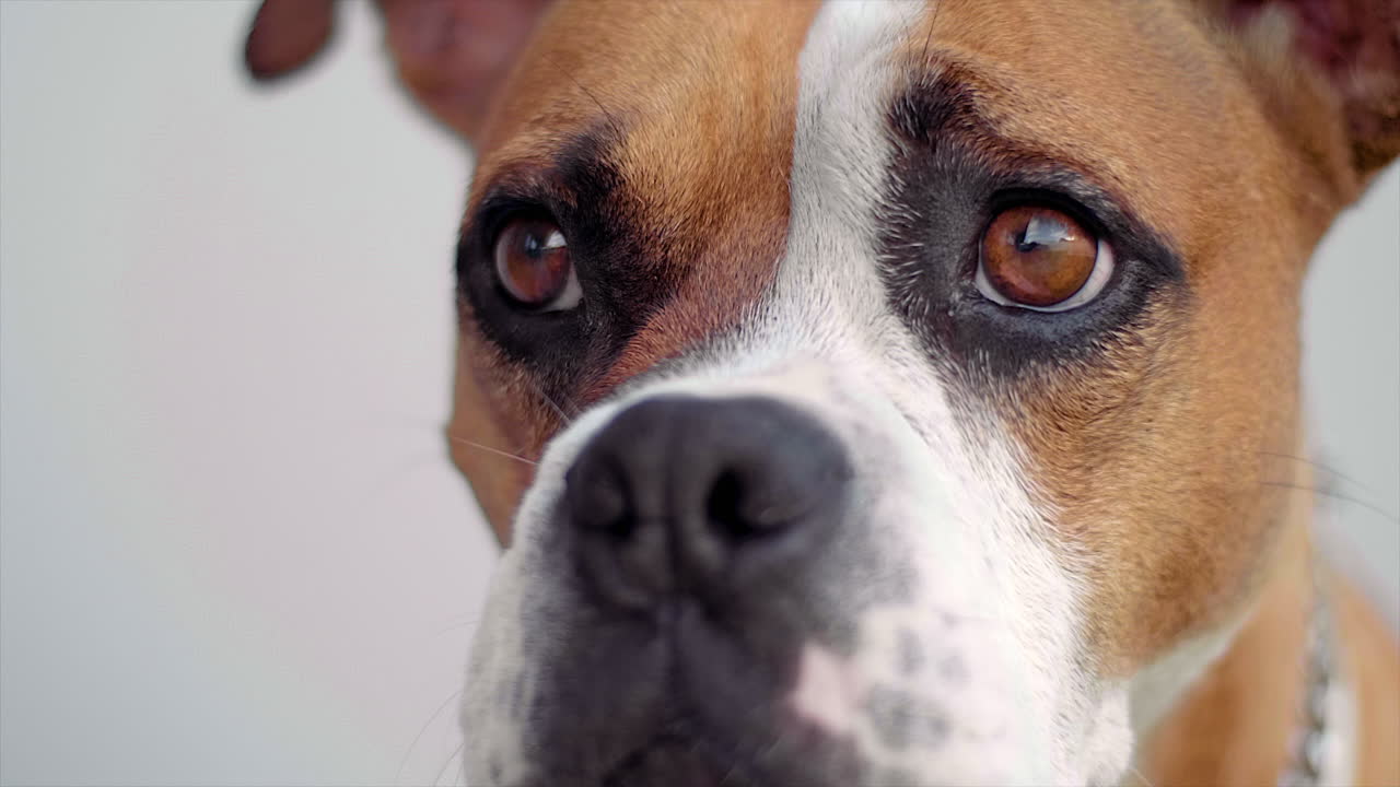 DOG SNIFFING AND LOOKING AROUND SHOT AT 100FPS 4K