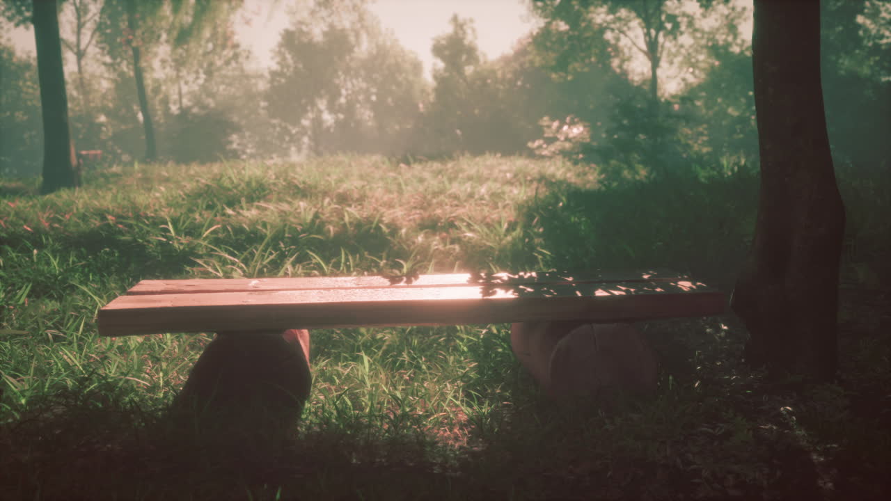 안개 숲 의 나무 공원 벤치