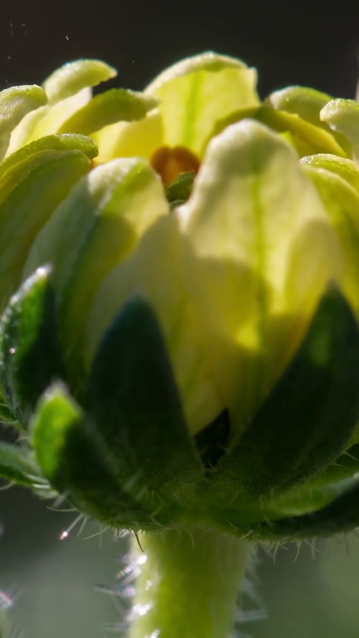 Vertical video: Opening green bud responding to light in macro, exposing anthers for pollination