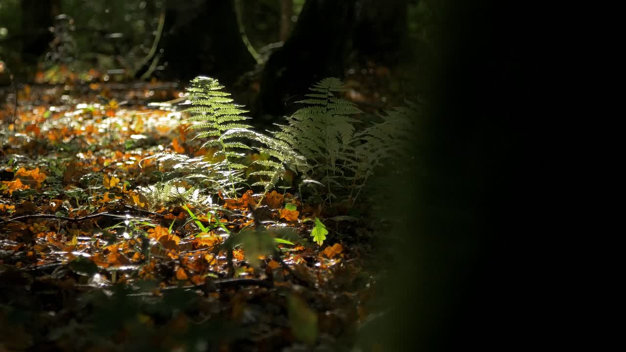 helechos verdes balanceándose en el viento, bosque de pinos costeros en un día soleado de otoño, rayos solares duros, telarañas, estado de ánimo místico, tiro de mano medio distante
