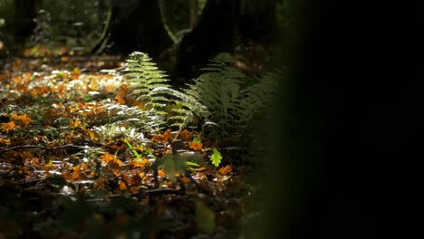 green ferns swaying in wind, coastal pine tree forest on a sunny autumn day, harsh sunrays, spider webs, mystic mood, distant medium handheld shot