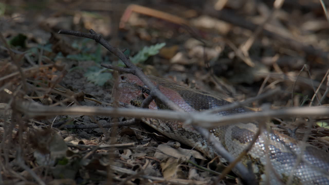 Indian Rock Python close up showing detailed scales and forked tongue tasting the air in natural habitat